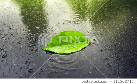 A single green leaf in a puddle on wet asphalt. 111568715