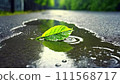 A single green leaf in a puddle on wet asphalt. 111568717