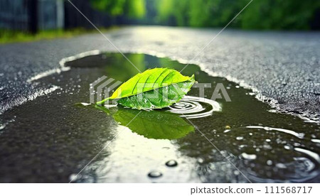 A single green leaf in a puddle on wet asphalt. 111568717
