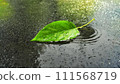 A single green leaf in a puddle on wet asphalt. 111568719