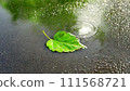 A single green leaf in a puddle on wet asphalt. 111568721