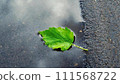 A single green leaf in a puddle on wet asphalt. 111568722