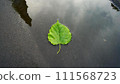 A single green leaf in a puddle on wet asphalt. 111568723