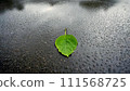 A single green leaf in a puddle on wet asphalt. 111568725