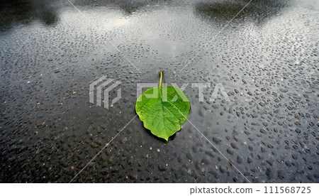 A single green leaf in a puddle on wet asphalt. 111568725