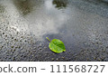 A single green leaf in a puddle on wet asphalt. 111568727
