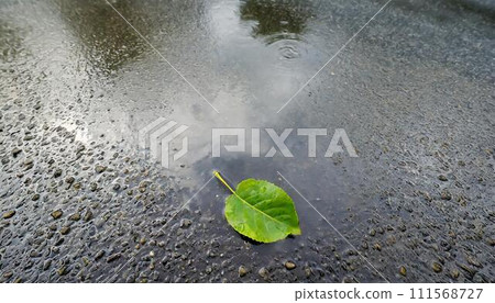 A single green leaf in a puddle on wet asphalt. 111568727