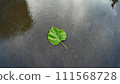 A single green leaf in a puddle on wet asphalt. 111568728