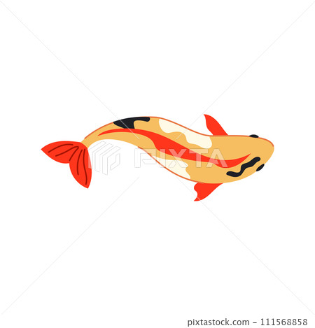 japan koi fish carp cartoon vector illustration 111568858