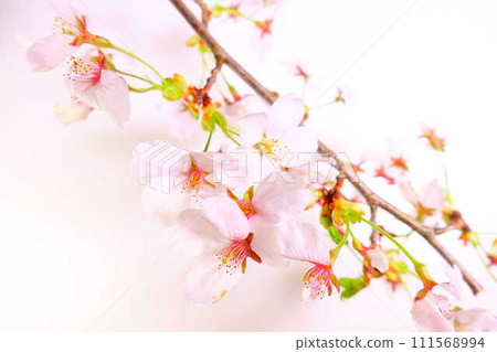 Cherry blossoms in full bloom, cherry blossoms, cherry blossoms, cherry blossoms, Somei Yoshino Cherry blossoms in full bloom, cherry blossoms, cherry blossoms, cherry blossoms, Somei Yoshino 111568994