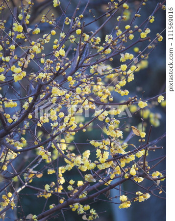 Japanese allspice that announces the arrival of spring Japanese allspice that announces the arrival of spring 111569016