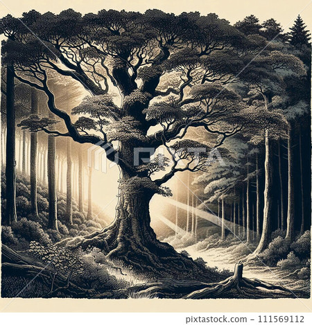 冬天老樹 111569112