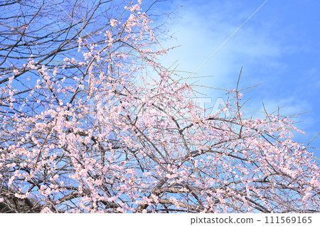 Refreshing spring sky and Akebono weeping in full bloom, plum blossoms, spring Refreshing spring sky and Akebono weeping in full bloom, plum blossoms, spring 111569165