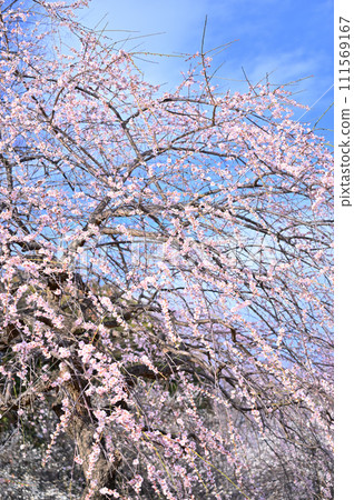 清新的春空和盛開的曙光，梅花，春天 111569167