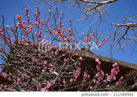 Kamakura 242 Kaizoji Temple 4 Plum 111569402