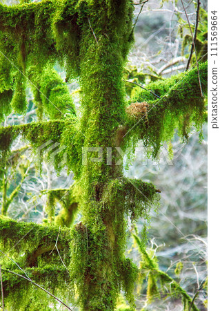 Famous Boxwood Colchis (Buxus colchica) subtropical evergreen Famous Boxwood Colchis (Buxus colchica) subtropical evergreen 111569664