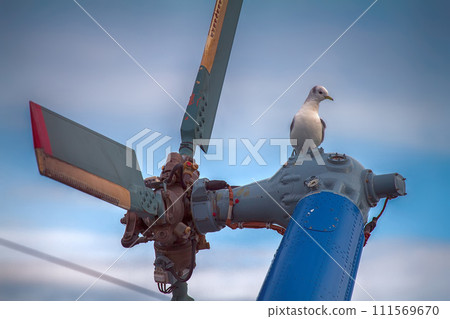 ship-based helicopter and resting on propeller Seagull kittiwake ship-based helicopter and resting on propeller Seagull kittiwake 111569670
