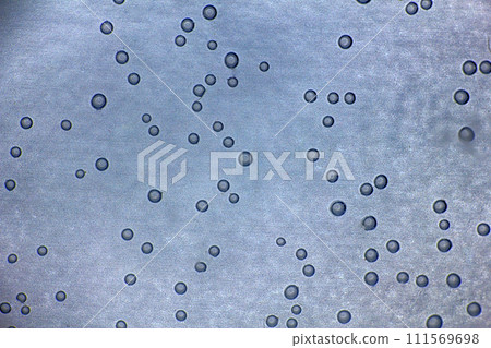Harmonic backgrounds. Air bubbles in water (bleb) on bright, smooth surface 111569698