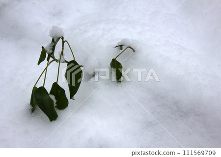 Evergreen subtropical plants at unexpected snow 111569709