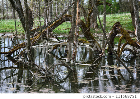 Old Park, centennial Park, fallen tree, sludge pond Old Park, centennial Park, fallen tree, sludge pond 111569751