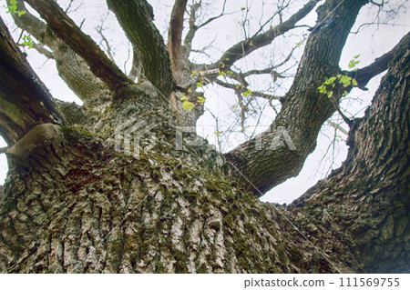 Very old oak 111569755