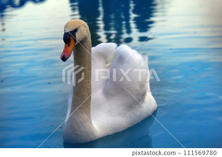 Mute Swan said most beautiful Regal bird 111569780