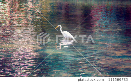 Great white egret hunting for small fish Great white egret hunting for small fish 111569783