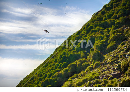 lush meadows are formed by colony of sea birds lush meadows are formed by colony of sea birds 111569784