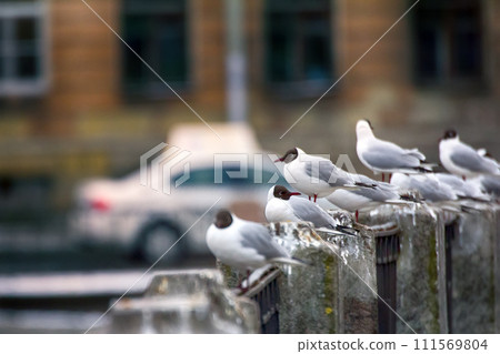 Black-headed gulls on background of houses and cars 111569804