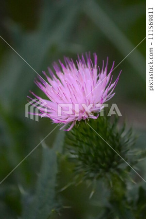 向上綻放的薊 111569811