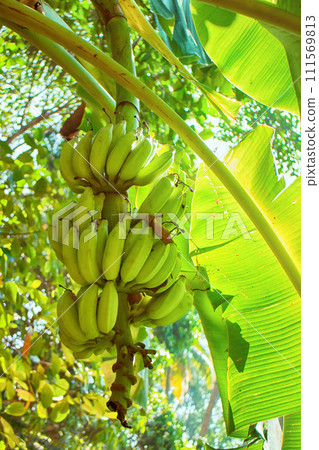 bananas raw with a bunch growing raw farm fruit garden. 111569813