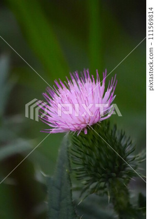 向上綻放的薊 111569814