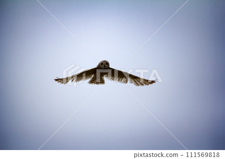 Short-eared owl (marsh owl, Asio flammeus) flies over nest 111569818