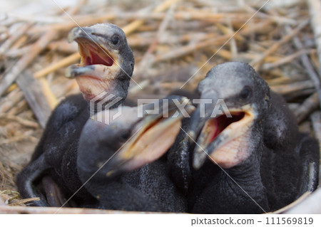 chick of a cormorant chick of a cormorant 111569819