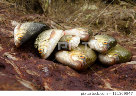 Baltic rudd Baltic rudd 111569847