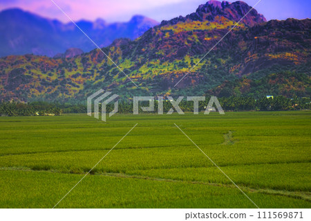 South India. Fields, groves of palm trees and a mansion South India. Fields, groves of palm trees and a mansion 111569871