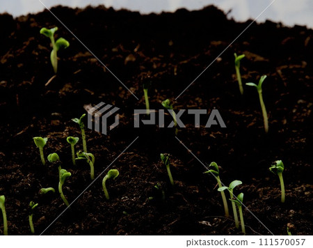 Group of the beginnings in soil 111570057