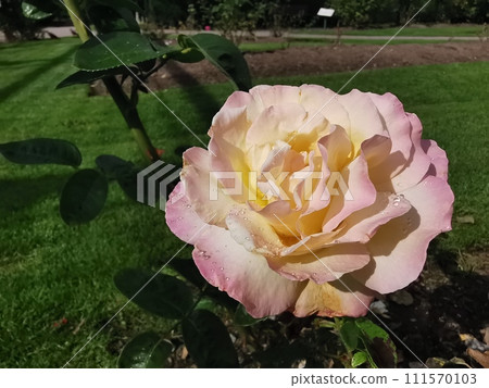 Pink Rose Russian trojka flower with raindrops on background pink roses flowers. ature. Pink Rose Russian trojka flower with raindrops on background pink roses flowers. ature. 111570103