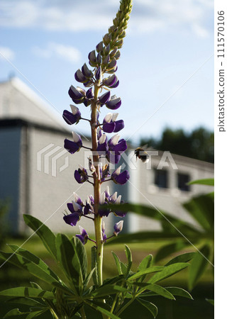 A bumble bee gathers pollen from a bush lupine flower Lupinus albifrons A bumble bee gathers pollen from a bush lupine flower Lupinus albifrons 111570106