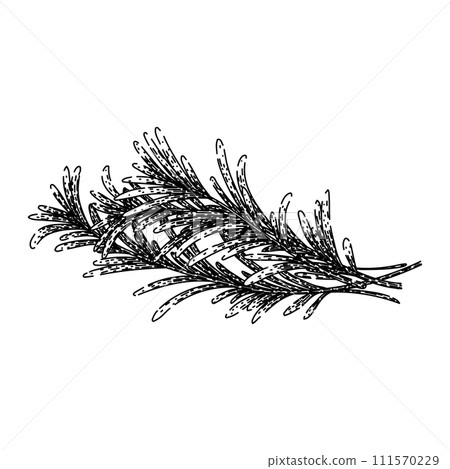 twig rosemary sketch hand drawn vector 111570229