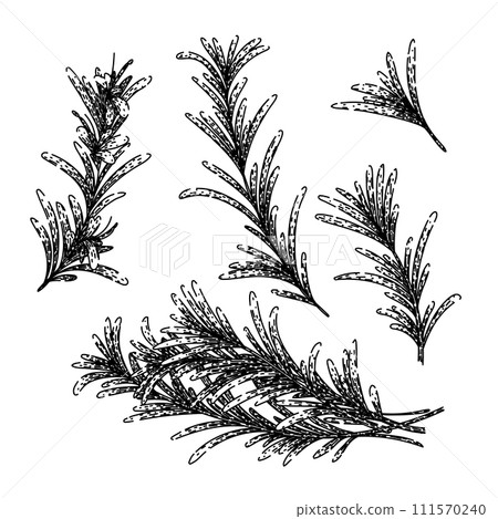 rosemary set sketch hand drawn vector 111570240