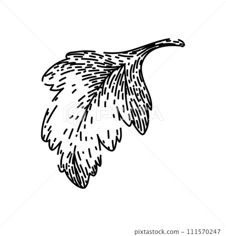 view parsley sketch hand drawn vector view parsley sketch hand drawn vector 111570247