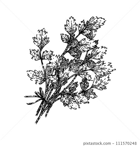 leaf parsley sketch hand drawn vector 111570248