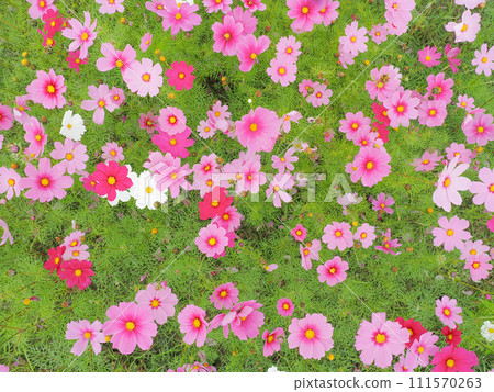 Cosmos in full bloom with a smile 111570263