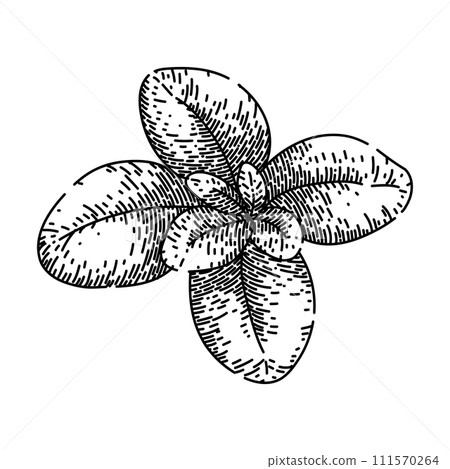 plant marjoram sketch hand drawn vector 111570264