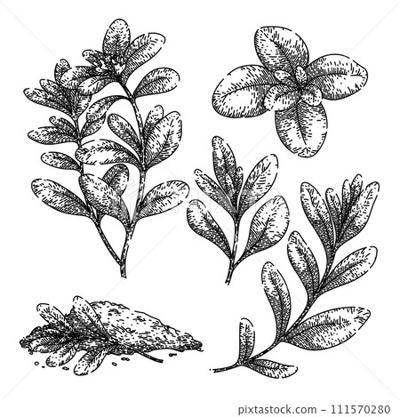 marjoram set sketch hand drawn vector marjoram set sketch hand drawn vector 111570280