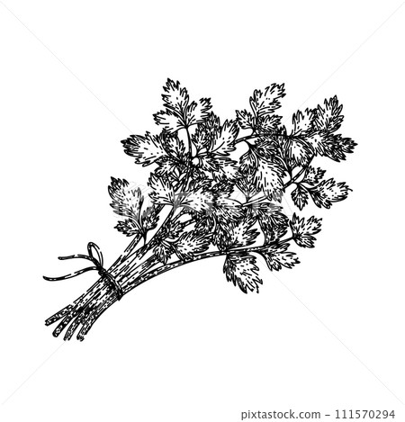 plant chervil sketch hand drawn vector 111570294