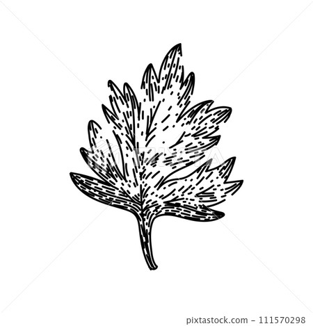 anthriscus chervil sketch hand drawn vector anthriscus chervil sketch hand drawn vector 111570298