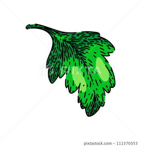 view parsley sketch hand drawn vector view parsley sketch hand drawn vector 111570353