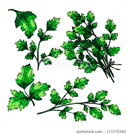 parsley set sketch hand drawn vector - Stock Illustration [111570360 ...